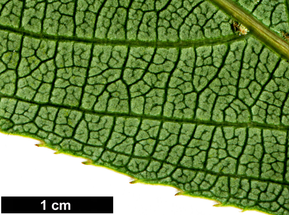 High resolution image: Family: Actinidiaceae - Genus: Actinidia - Taxon: rubricaulis HORT